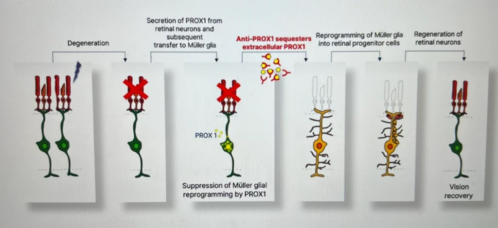 망막-재생-치료제-줄기세포-기술-연구-성공-관련-배너