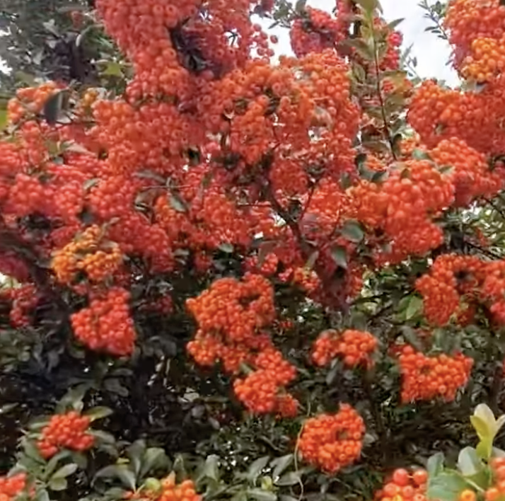 매번 달여먹는 마가목 나무 열매 ^^